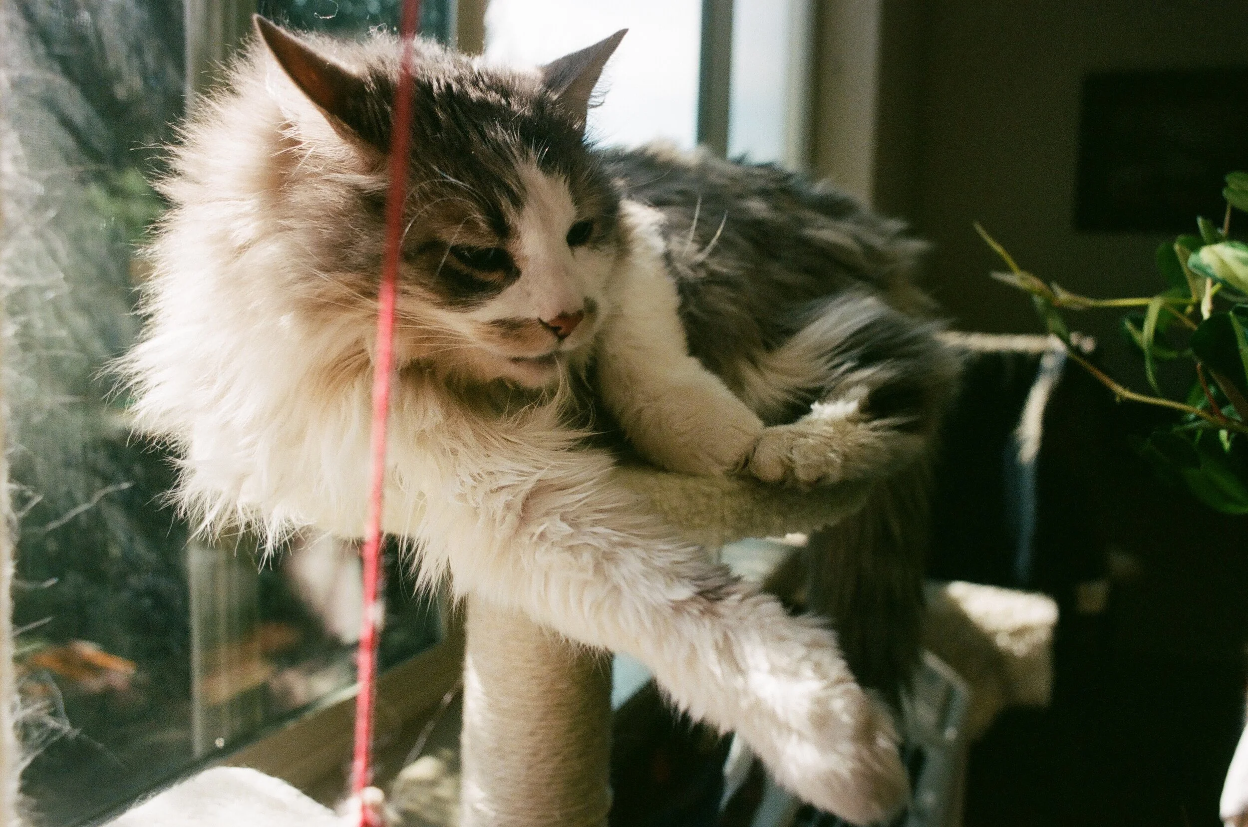 keety.jpg