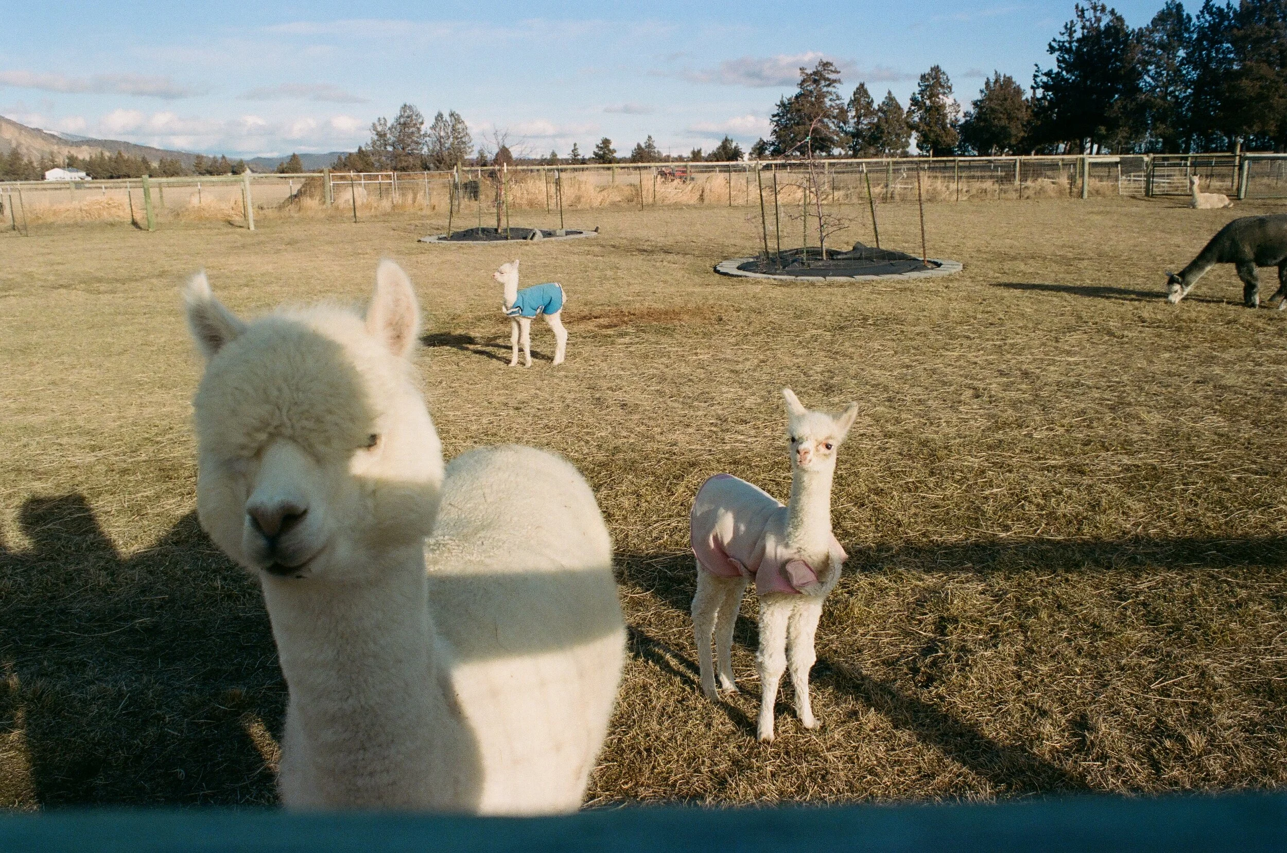 alpaca1.jpg