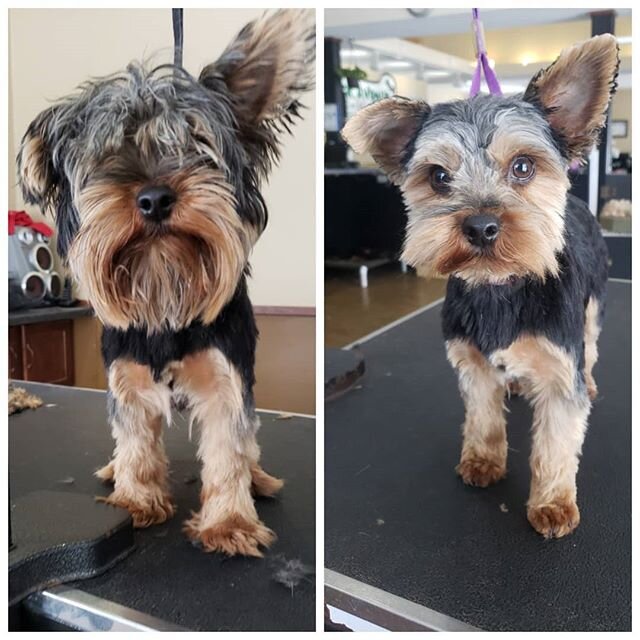 Little Sullys before &amp; after ✂️ Groomers : Jake/Danny