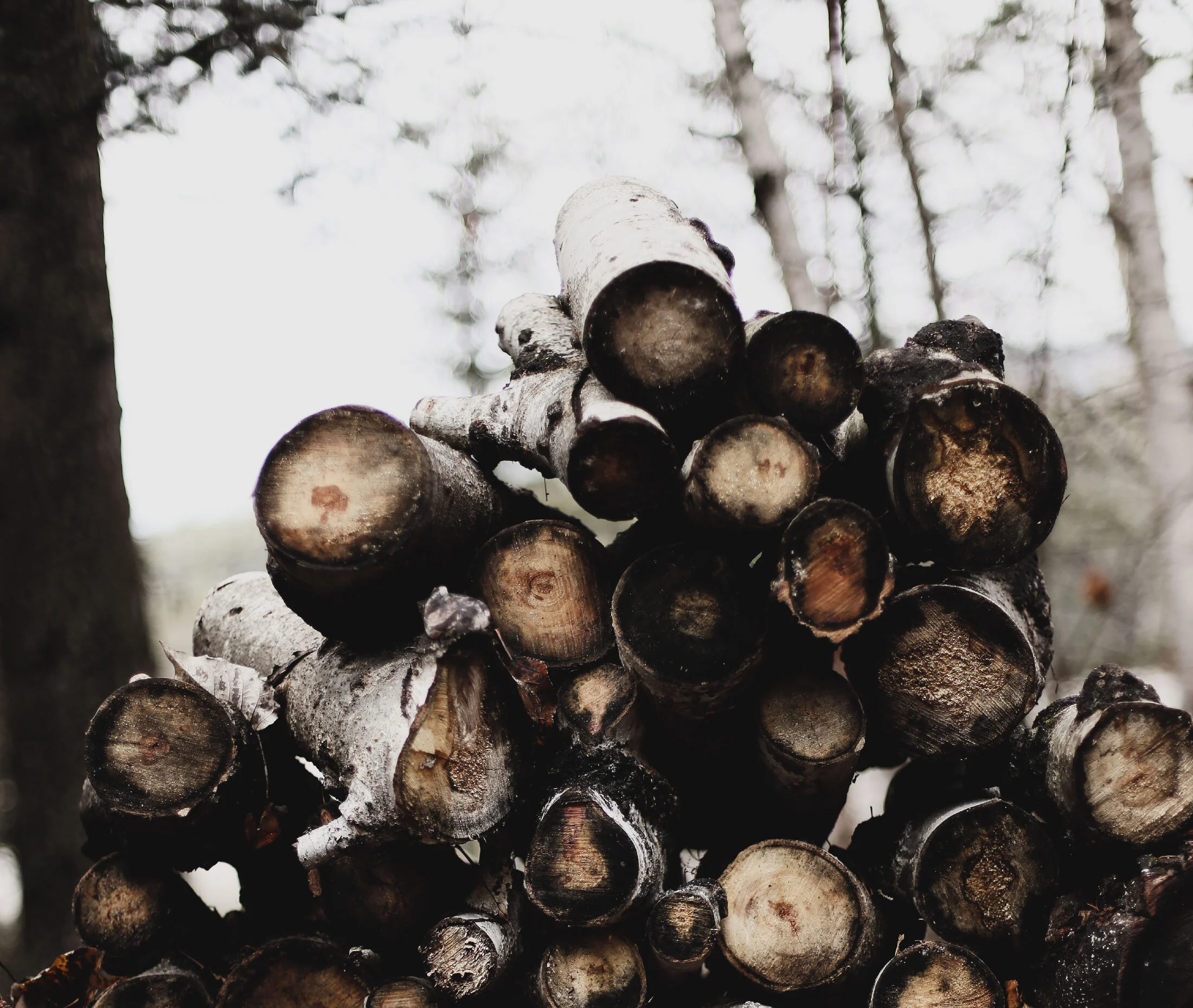 ksenia-makagonova-FGS2qFy9ryY-unsplash_Crop.jpg
