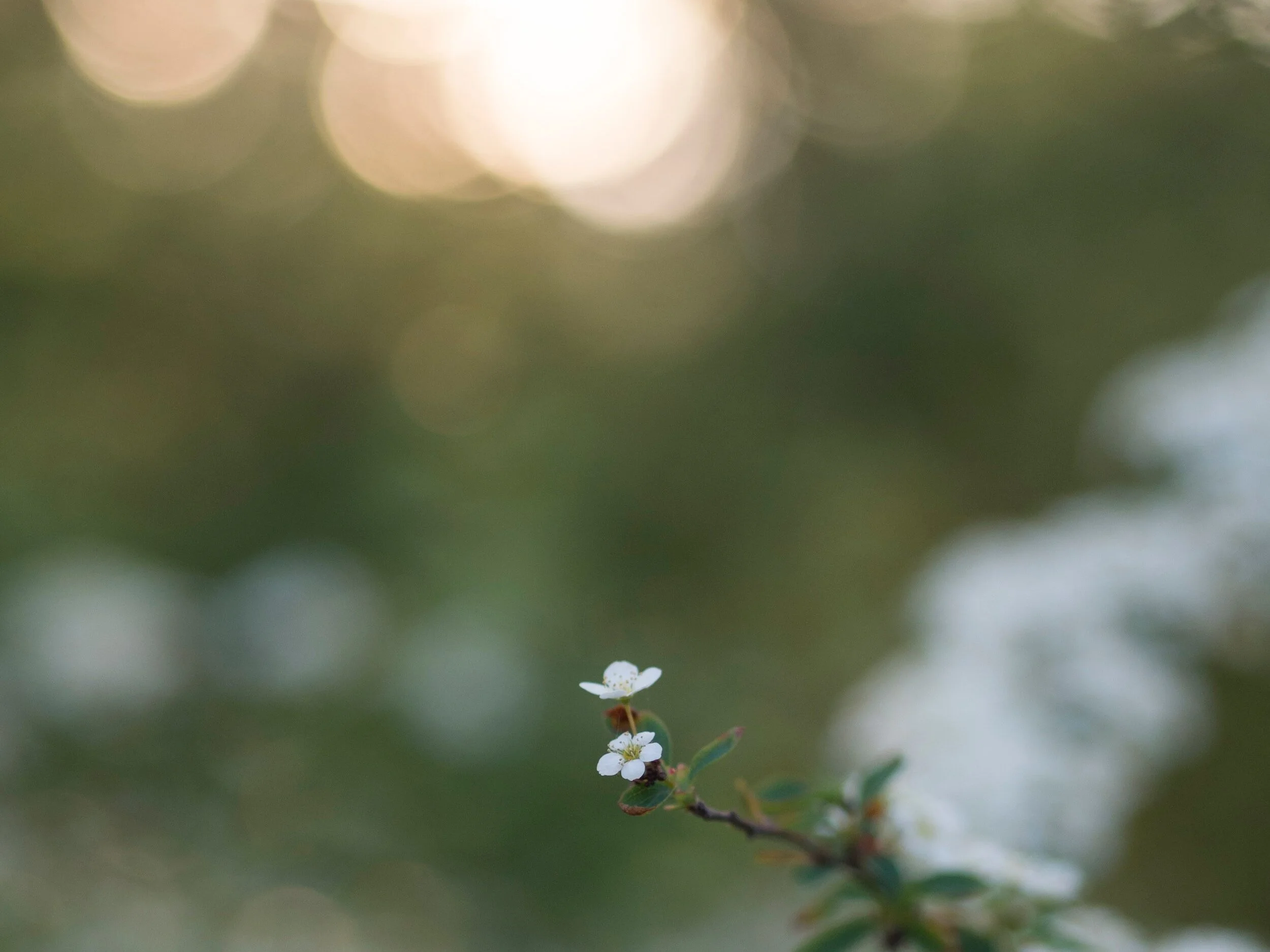 The Day of Small Things