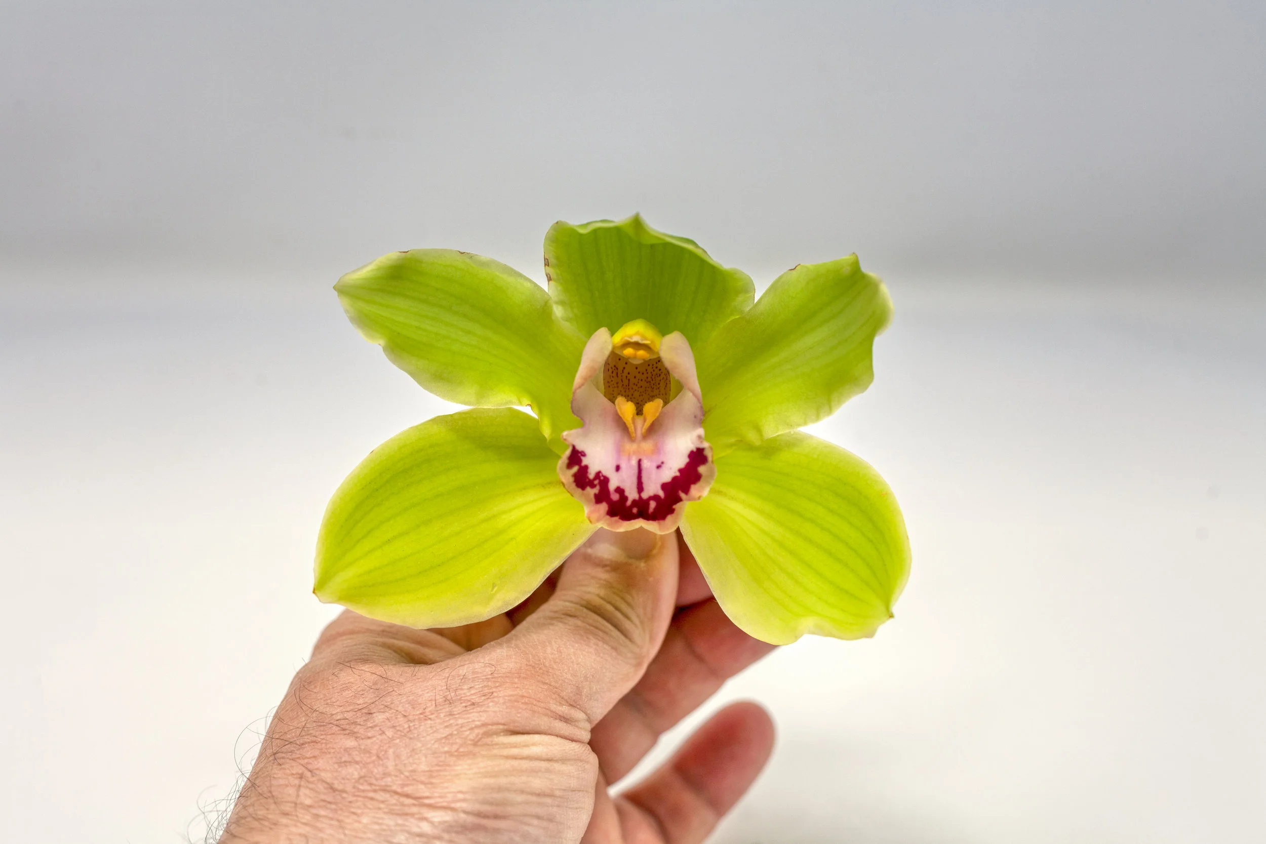 Explained: The Feminine Perspective to Myofascial Release