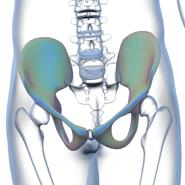 green pelvic bones.jpg