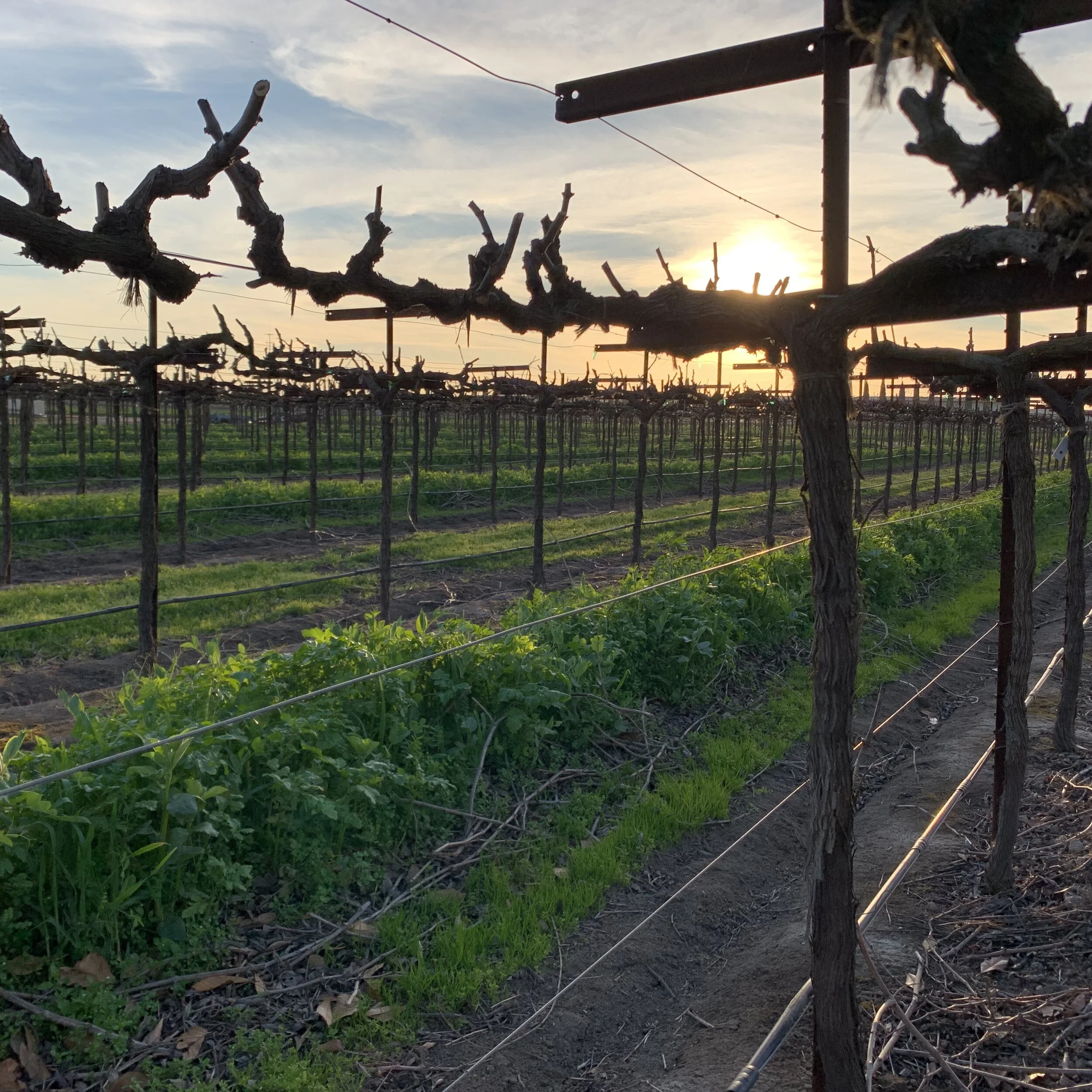 From the Road: The Best Things to Do in Lodi, California