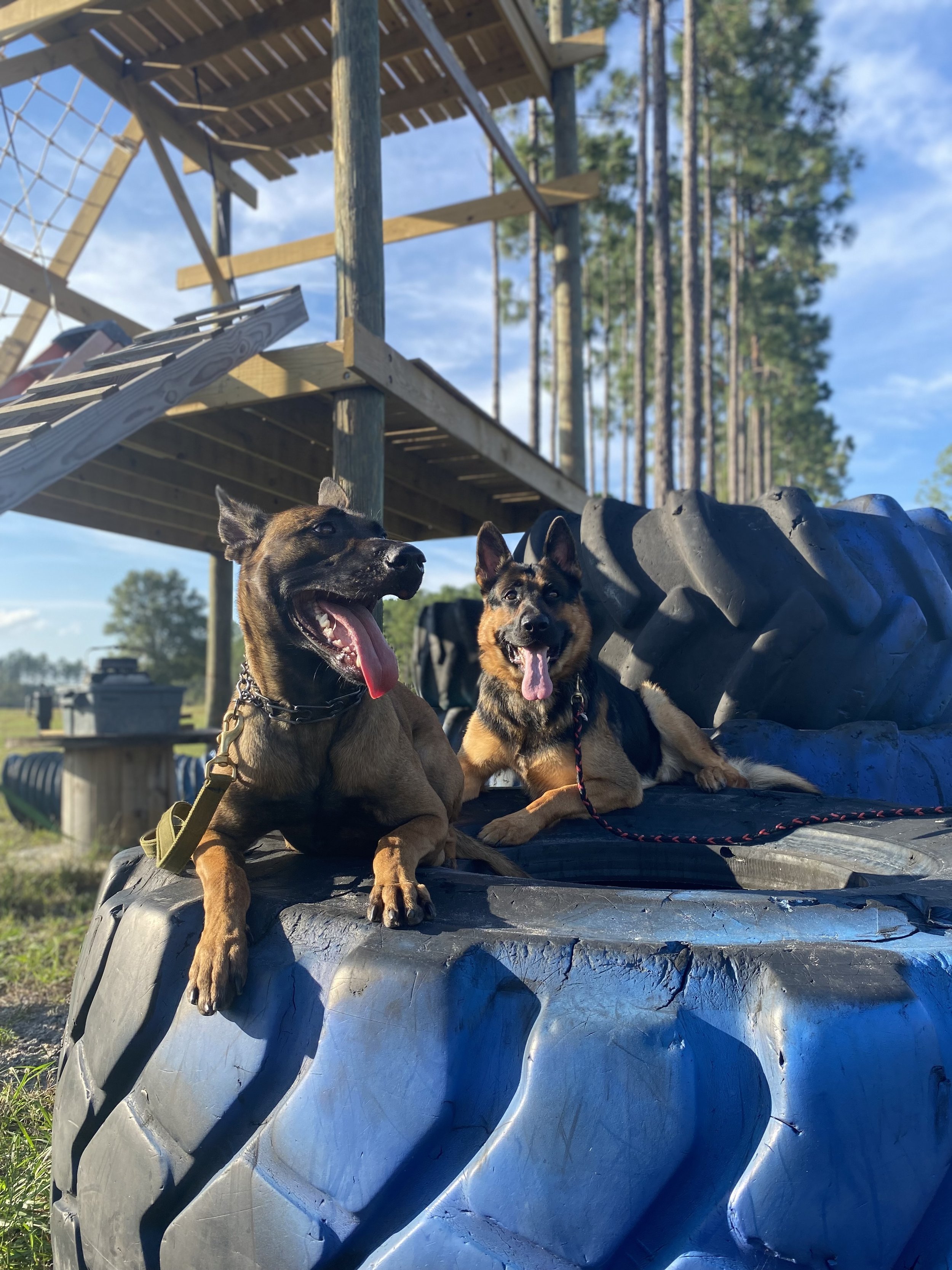 Why Consistency Is the Single Greatest Investment You Can Make in Your Dog's Training