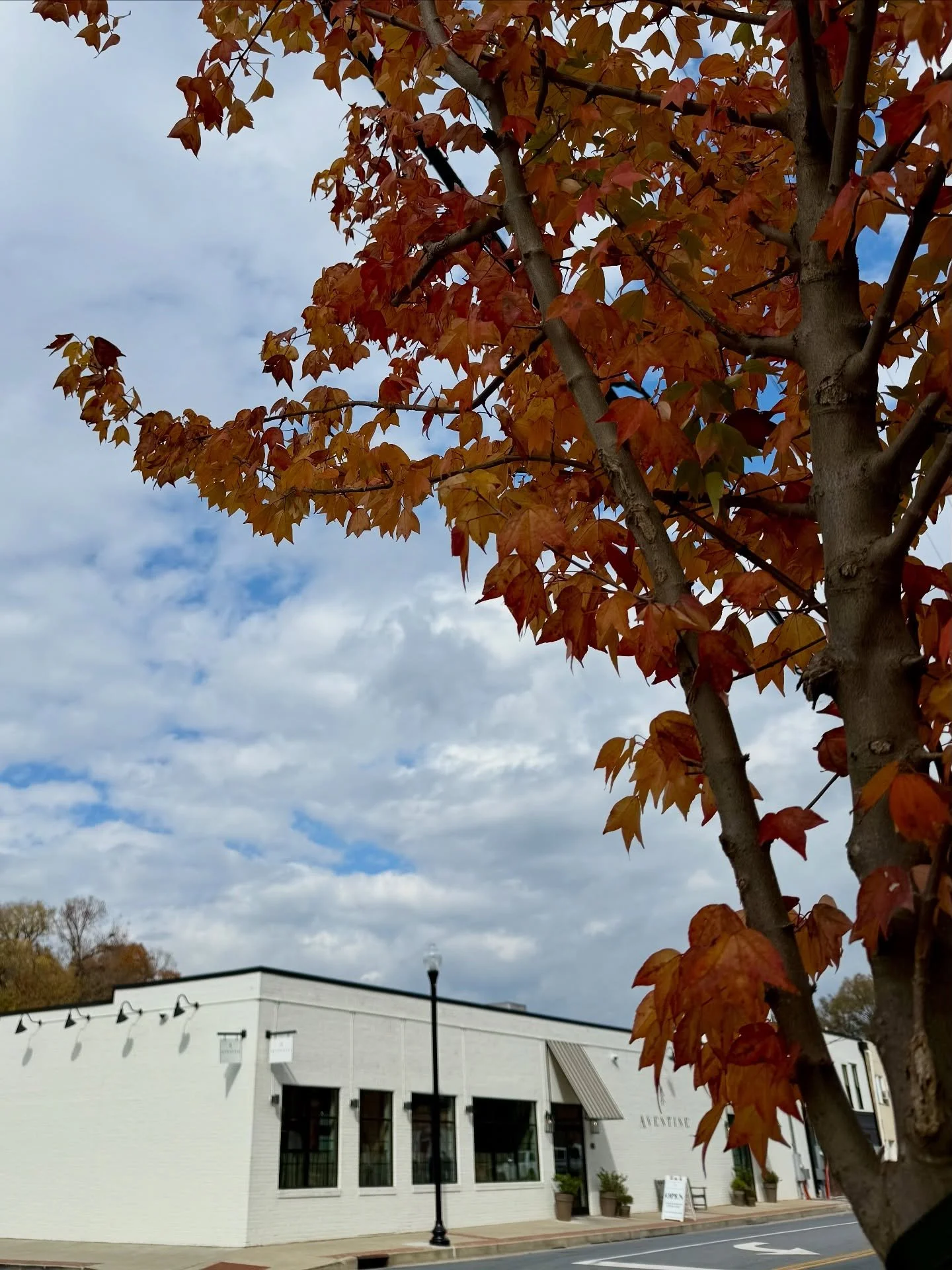 Our corner of W 3rd St. is wearing November well. 🍂