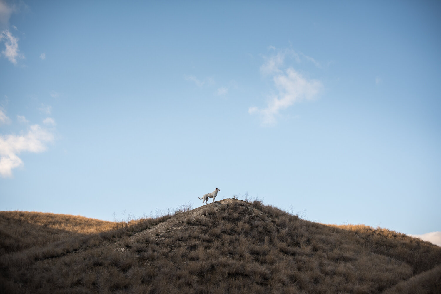  A dog goes for a walk along the ridge of one of the hills in the grasslands of Kamloops, BC during an outdoor pet portrait session. 