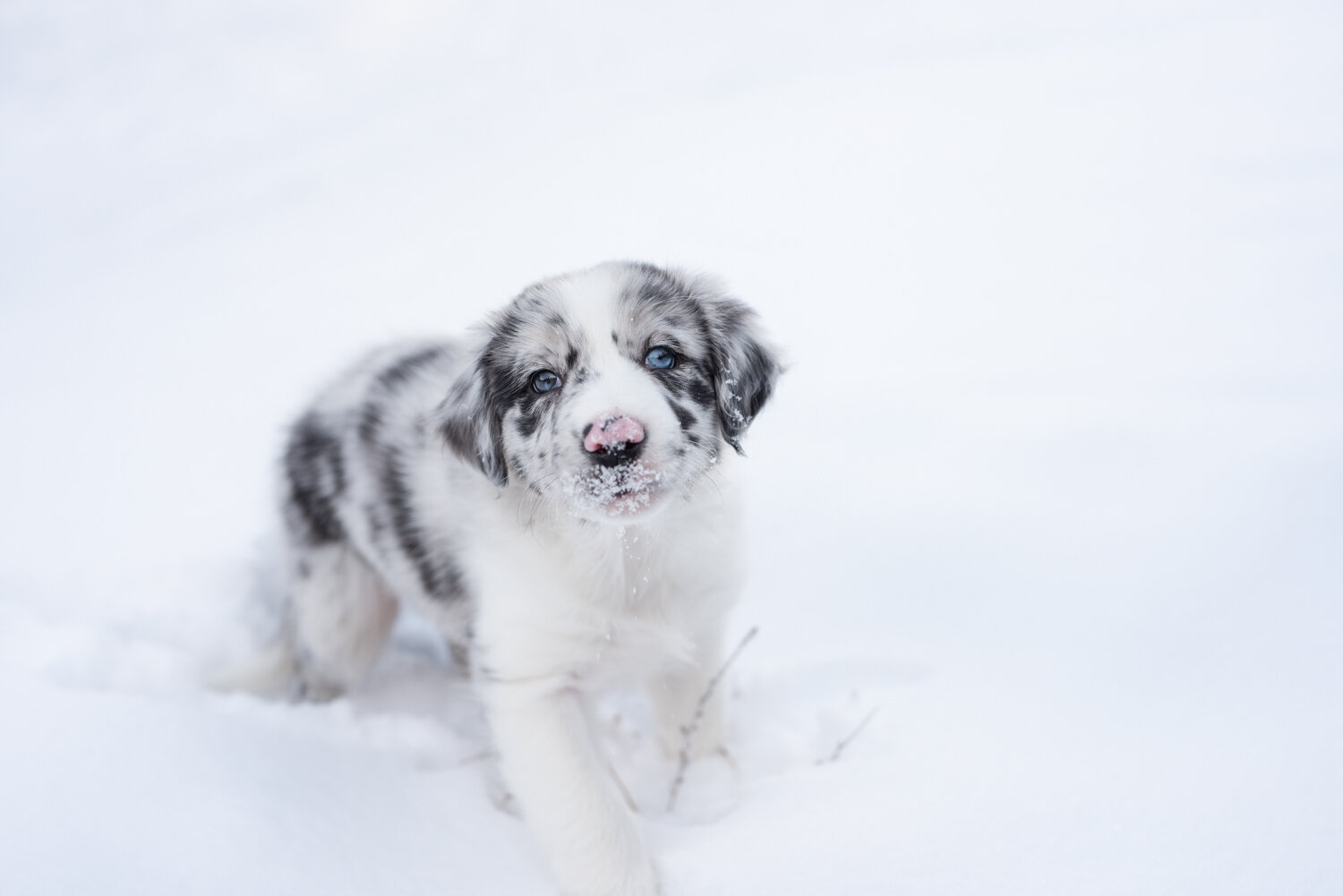  A sweet little australian shepherd puppy gets snow on his face as he takes his very first walk in snow, during an outdoor dog portrait session with Kathryn Learie. 