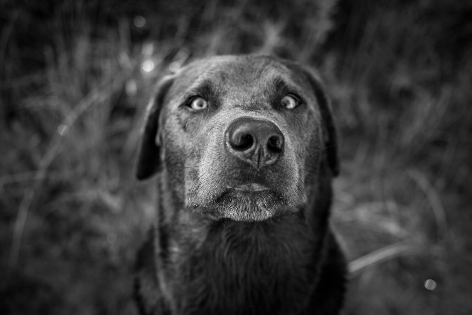  Black and white image of an older dog looking at the camera with a comical expression and slightly twisted nose during an outdoor dog portrait session with a Kamloops family. 