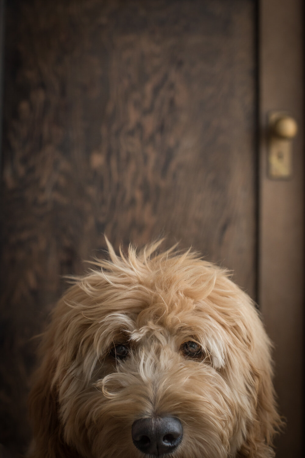  Golden labradoodle stares into the camera of dog photographer Kathryn Learie during a pet portrait session done in the studio. 