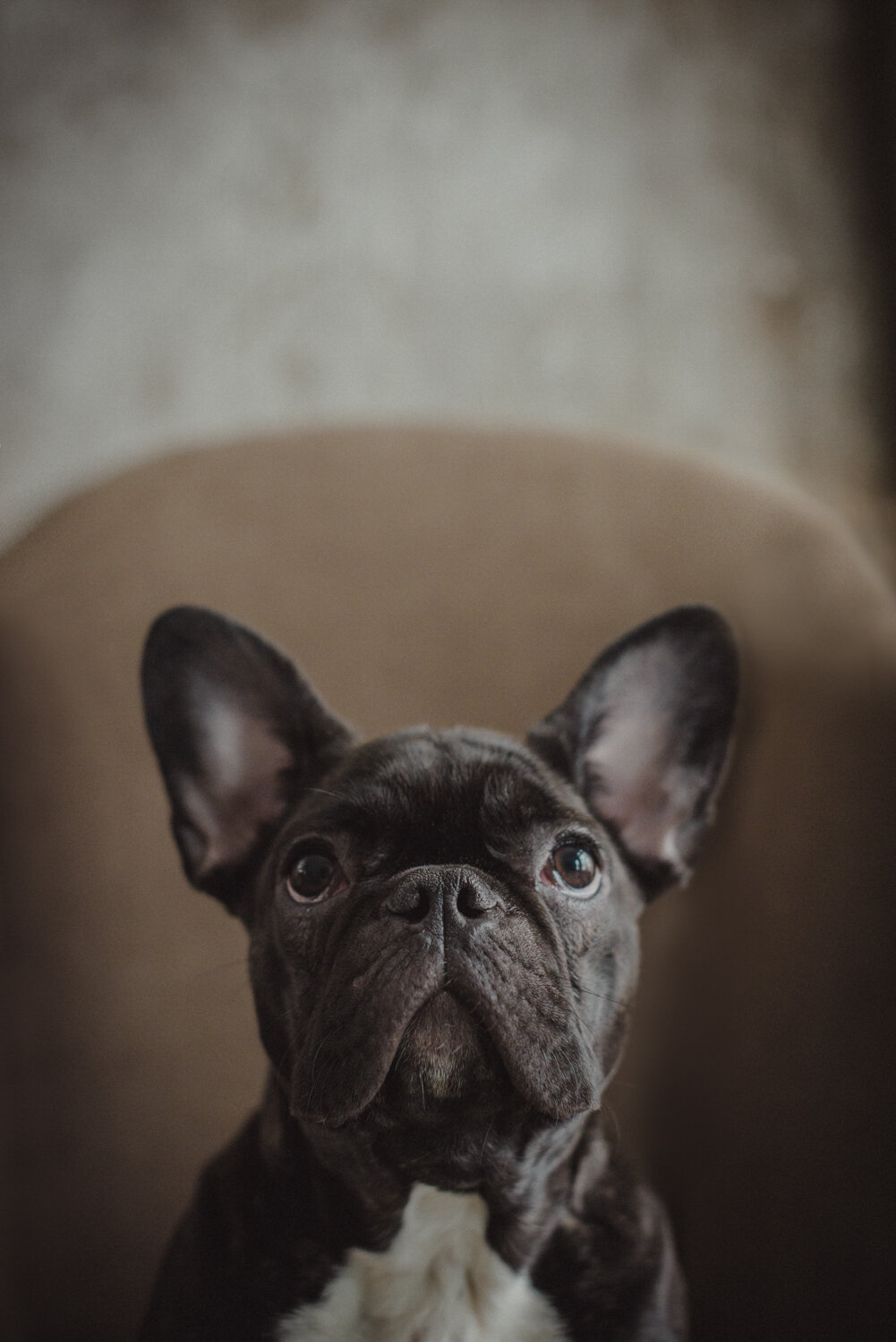  Black and white French Bulldog looks lovingly up at their owners during a dog portrait session in the studio with Kathryn Learie. 