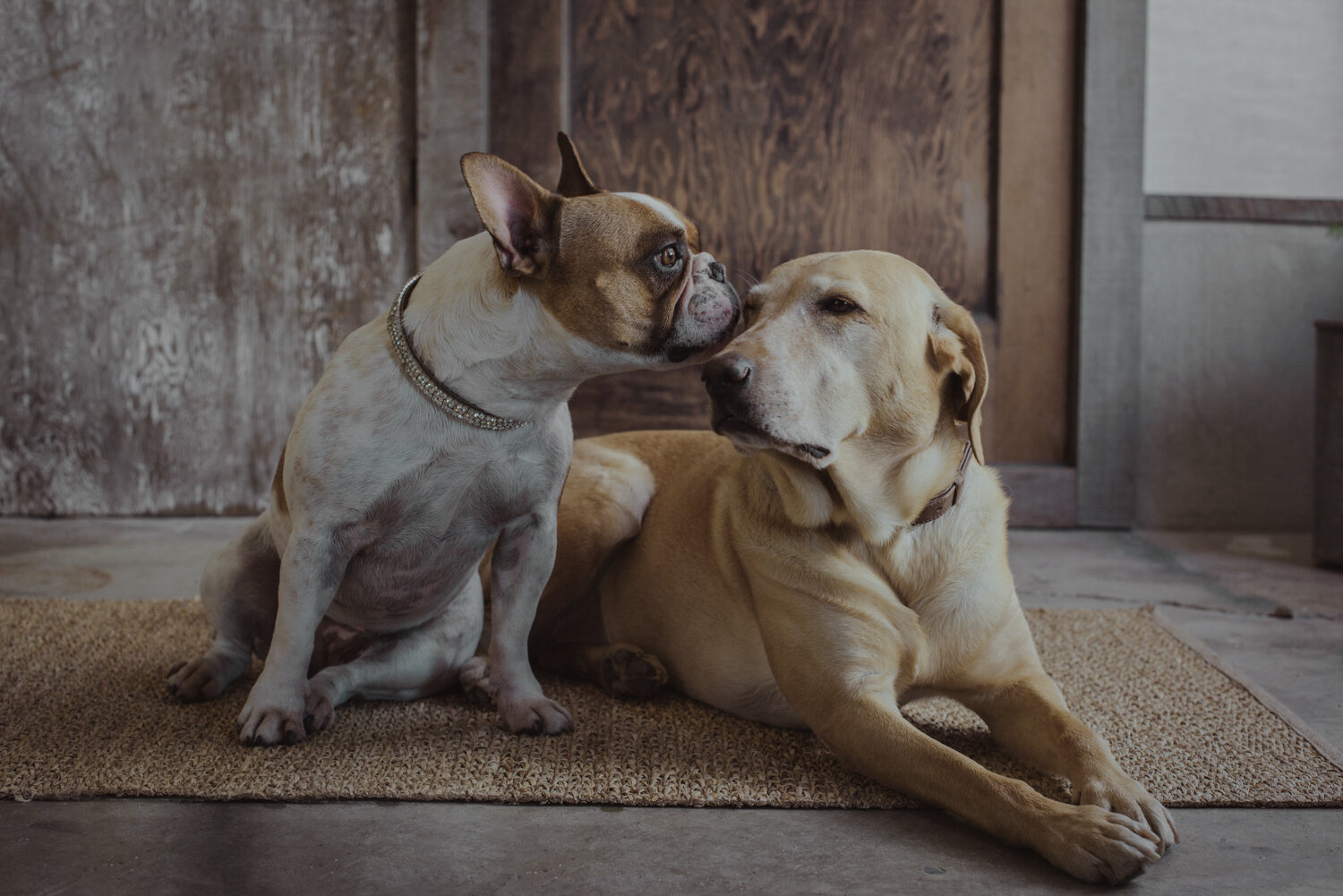  Two sweet dogs give each other a dog kiss as they rest peacefully during a tender moment in the pet portrait studio belonging to Kathryn Learie. 