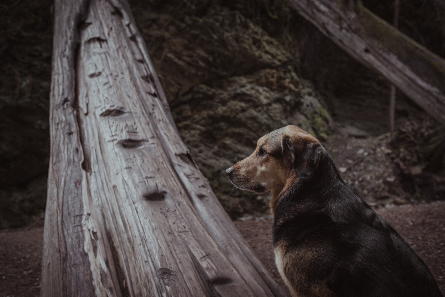  Shepherd dog sits patiently near a fallen down old growth cedar tree while she poses for her portrait taken at Margaret Falls, BC by Kathryn Learie, pet photographer. 