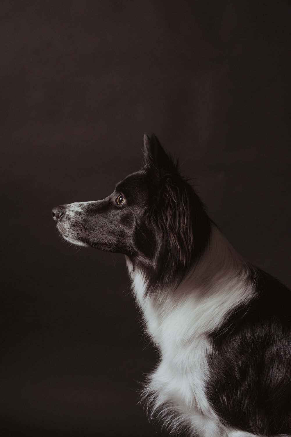  A black and white border collie dog sits very still in front of a black background during a commercial dog portrait session with Kathryn Learie. 