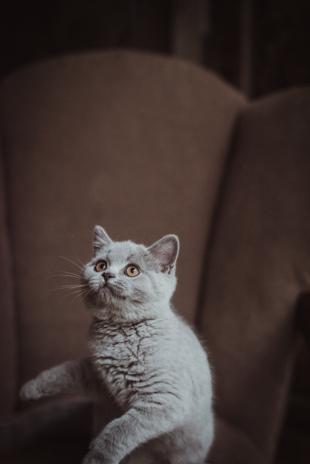 BC Commercial Kitten Photographer-.jpg