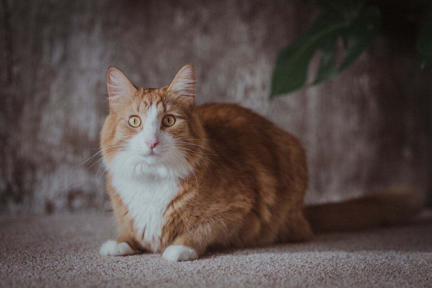 BC Commercial Cat Photographer-8128.jpg