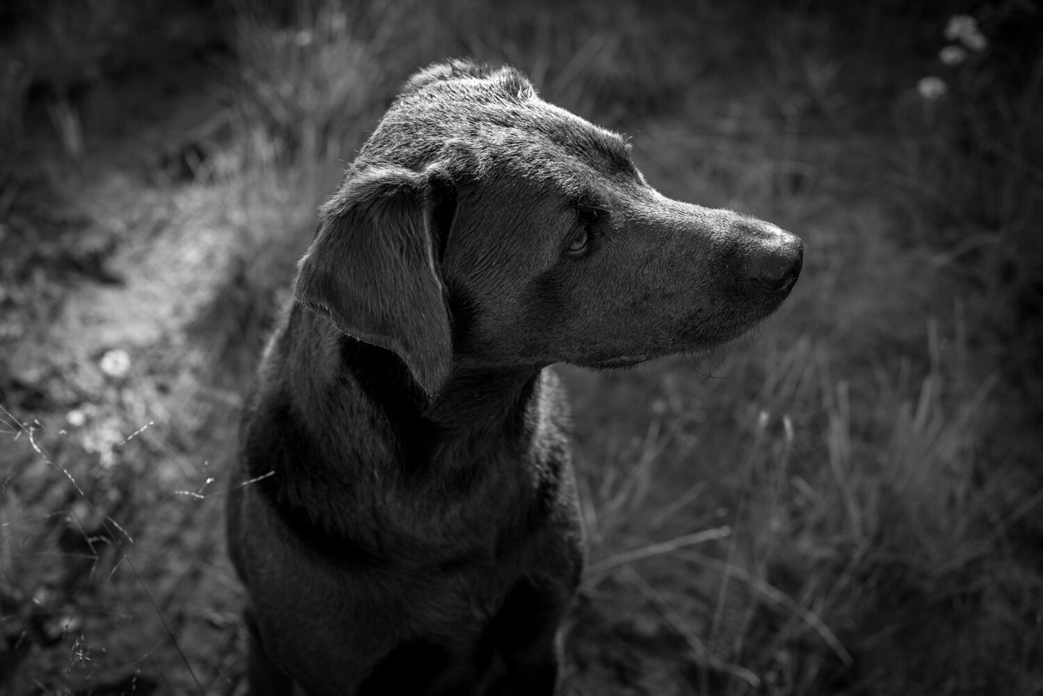 Kamloops-Dog-Photographer-57.jpg