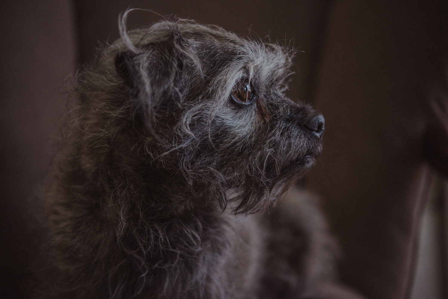 Kamloops-Dog-Portrait-Photography-5848.jpg