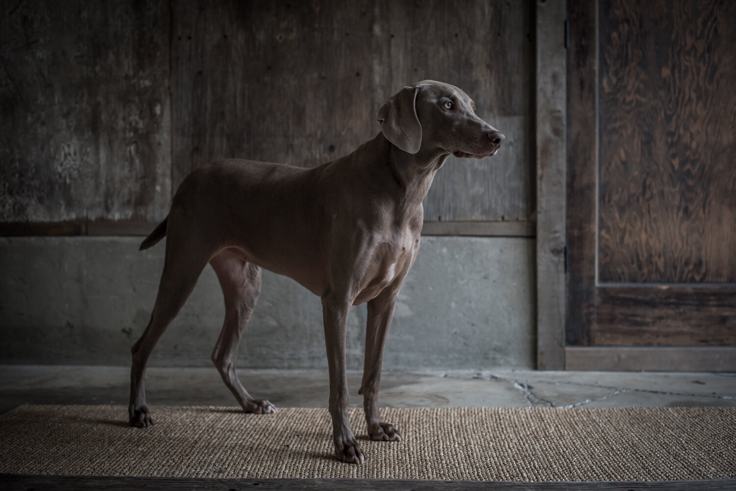 Kamloops-Dog-Portrait-Photography-2281.jpg