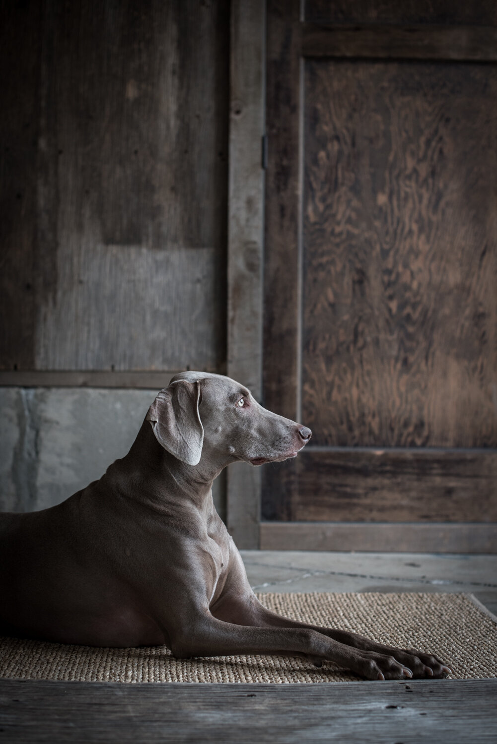 Kamloops-Dog-Portrait-Photography-2287.jpg