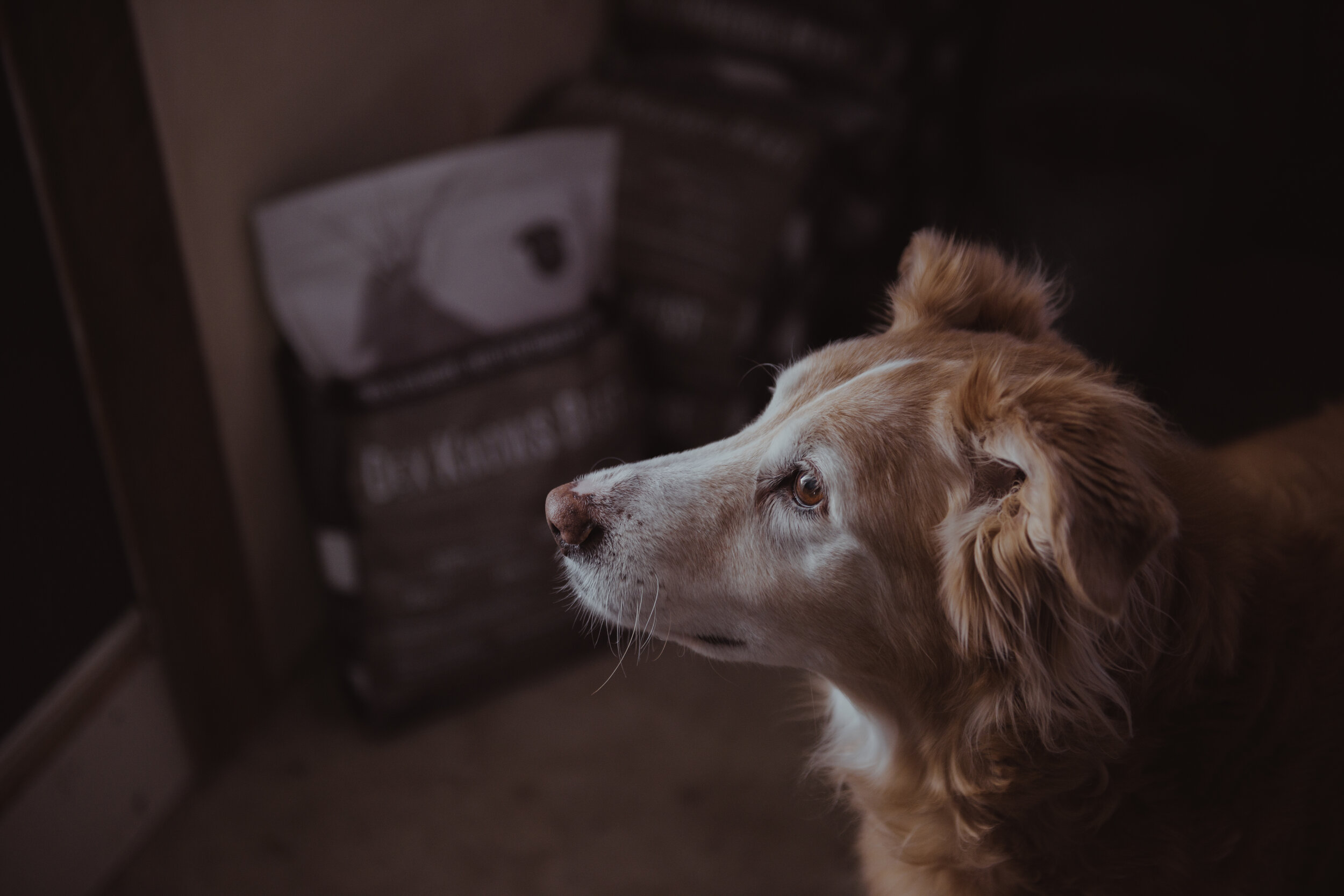 Kamloops-Dog-Portrait-Photography-0206.jpg