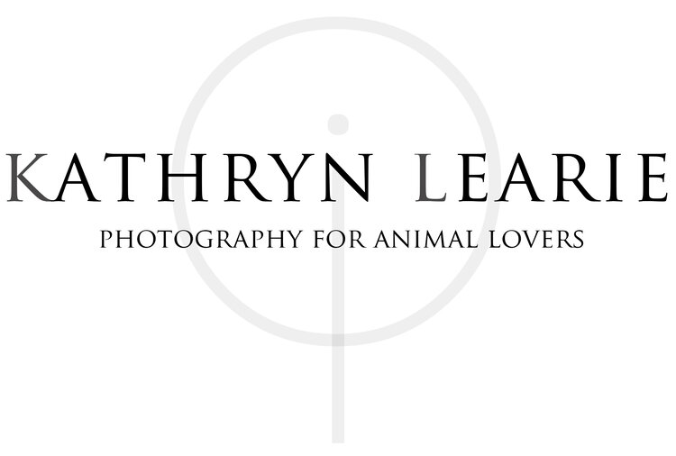 Kathryn Learie Animal Photographer