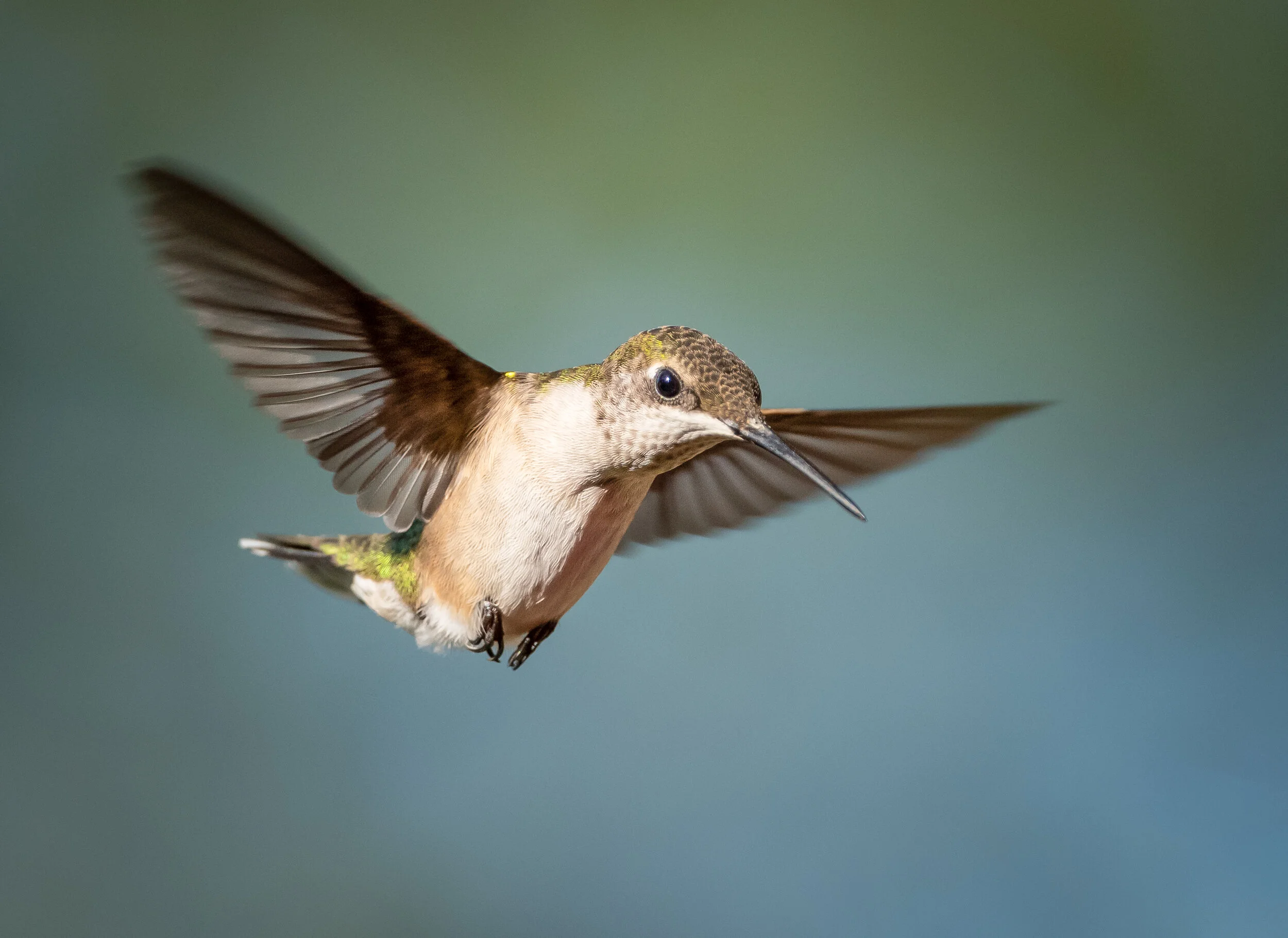 Ruby-throated Hummingbird