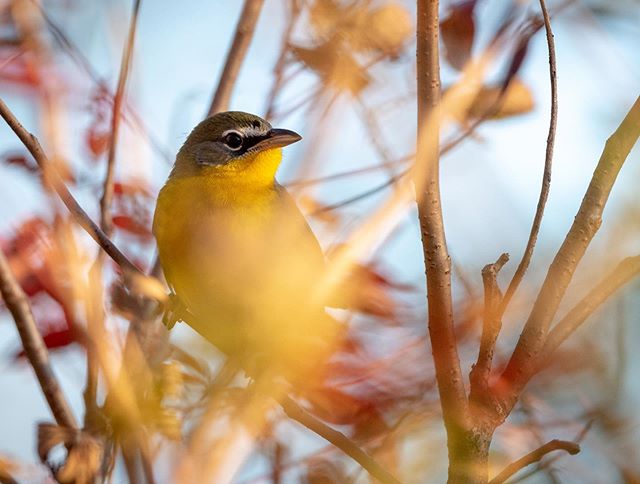 First time ever photographing a Yellow-breasted Chat 🐤

#yellowbreastedchat