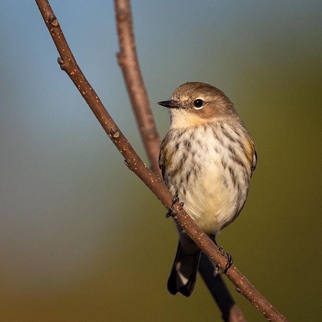 Yellow-rumped Warblers are here to stay 🐤

#yellowrumpedwarbler