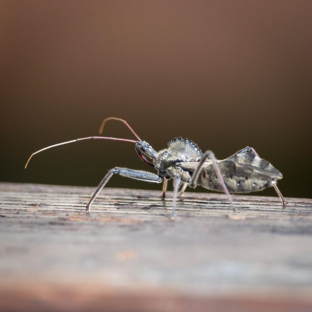 Wheel Bug 🐜  #wheelbug