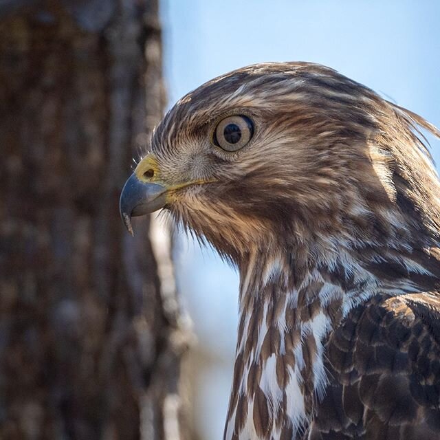 Hawk from today&rsquo;s birding adventures 🦅 #coopershawk
