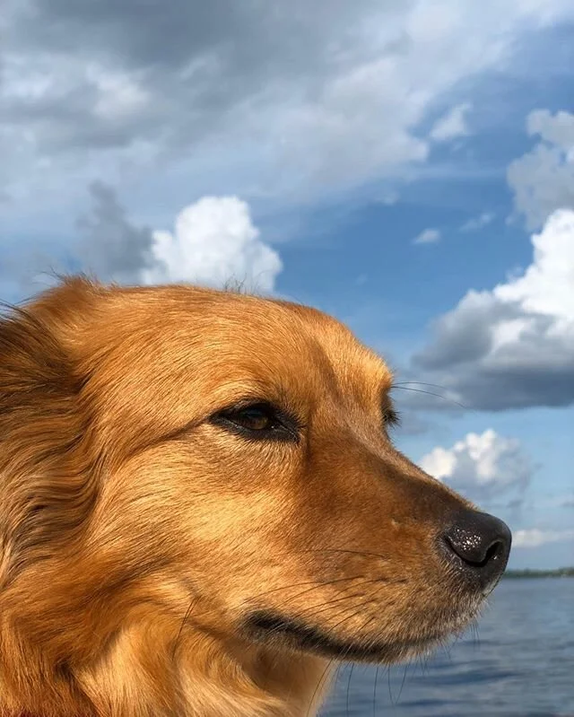 Missing my boat dog and the lake days