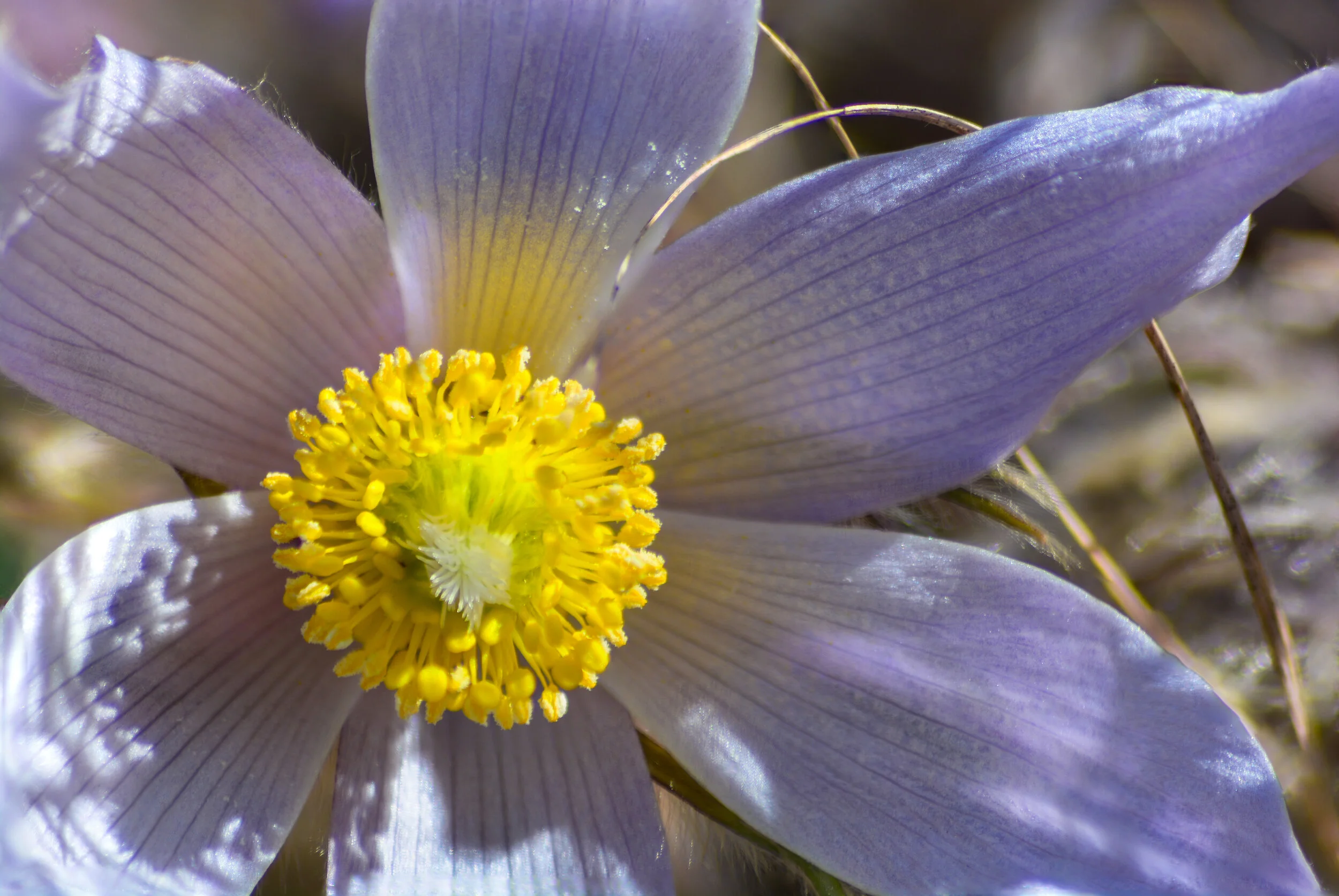 Crocus extreme close up open-.jpg