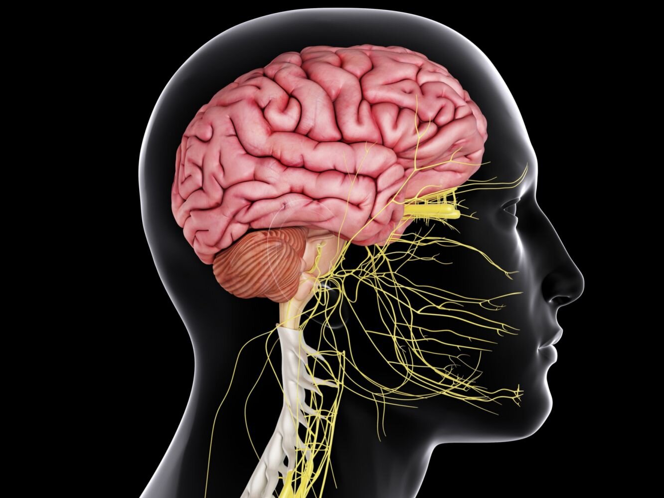 What you need to know about your nervous system
