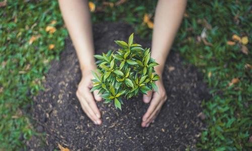 plants trees to offset carbon emissions