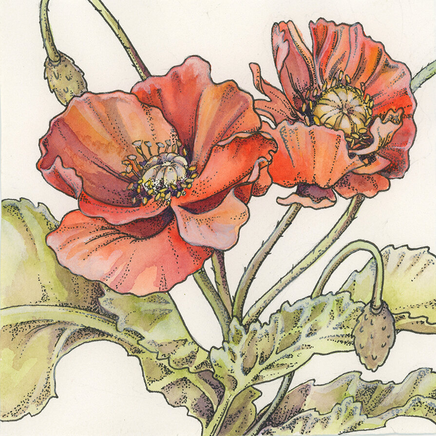 Poppy Series - Part 1 - Watercolor Journal Sketching