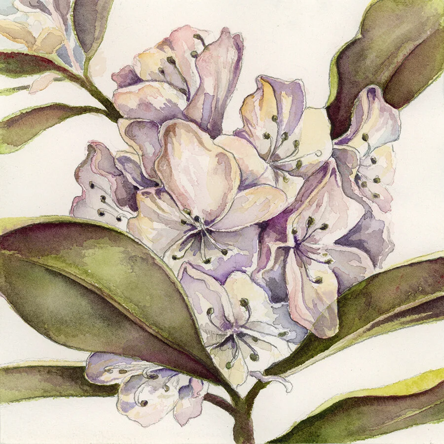 Rhododendron a Botanical Watercolor Fine Art Print  Sarah Rose