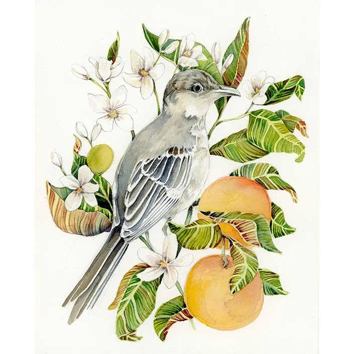 mockingbird web.jpg