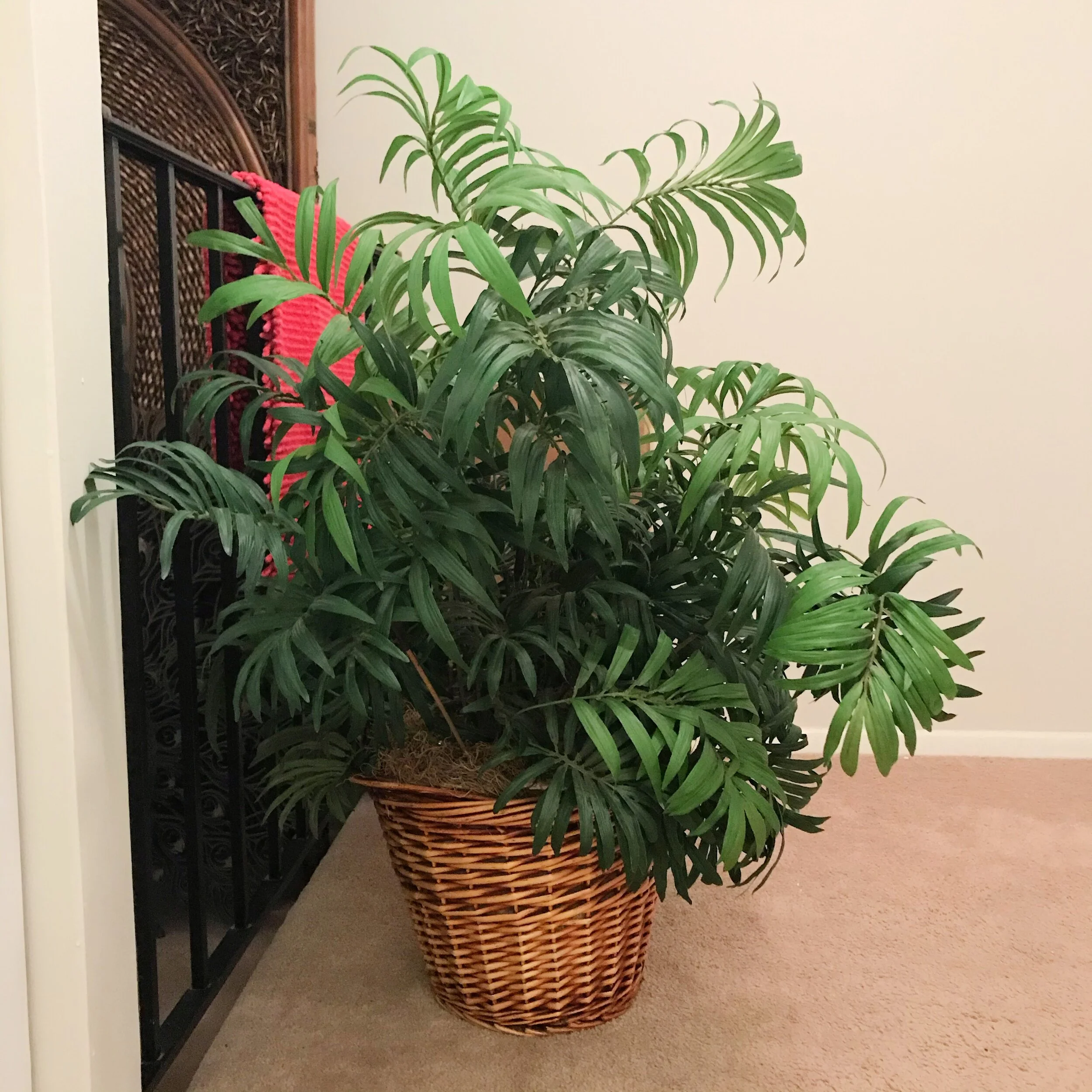 thrift-flip-faux-plant-beforeJPG