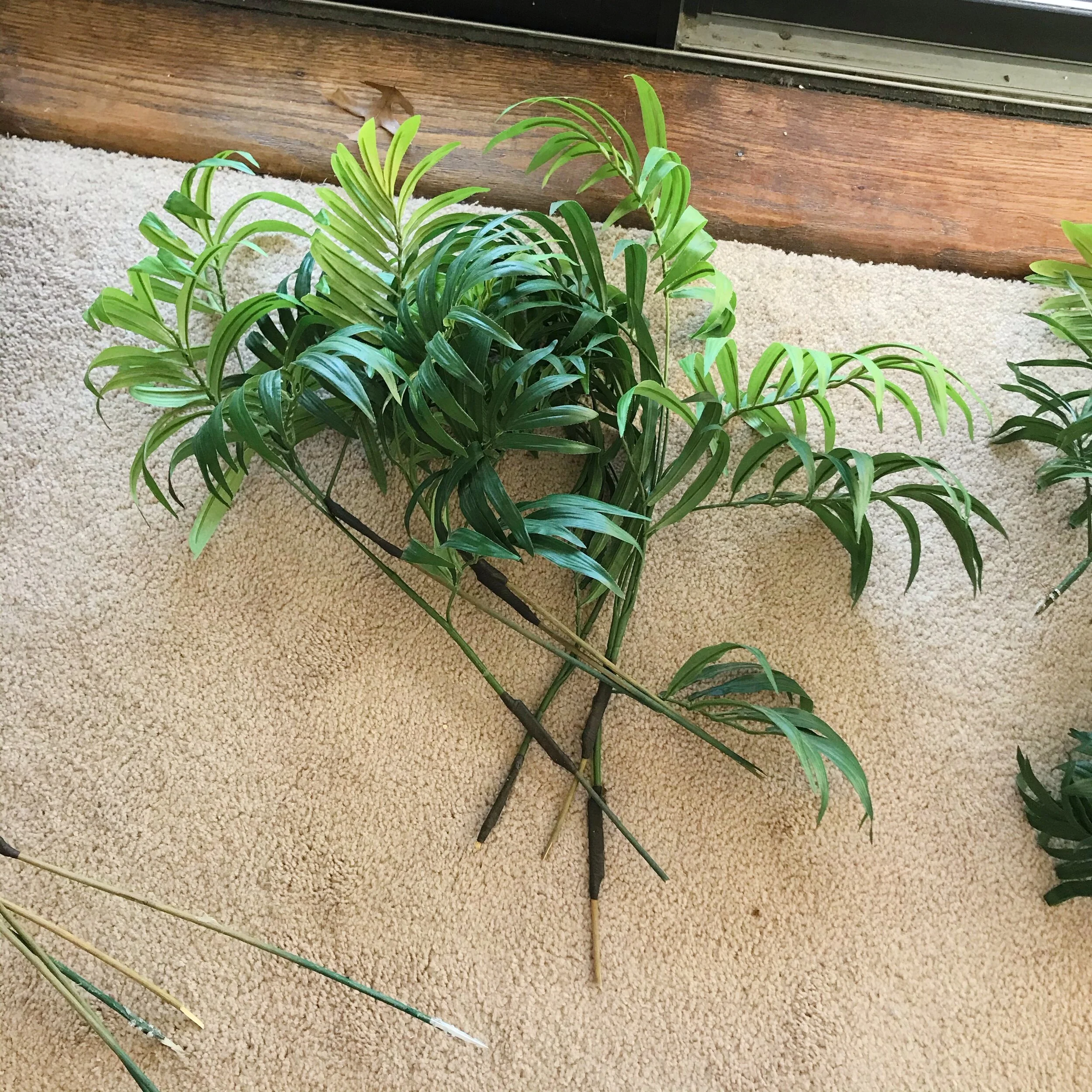 Medium length fronds