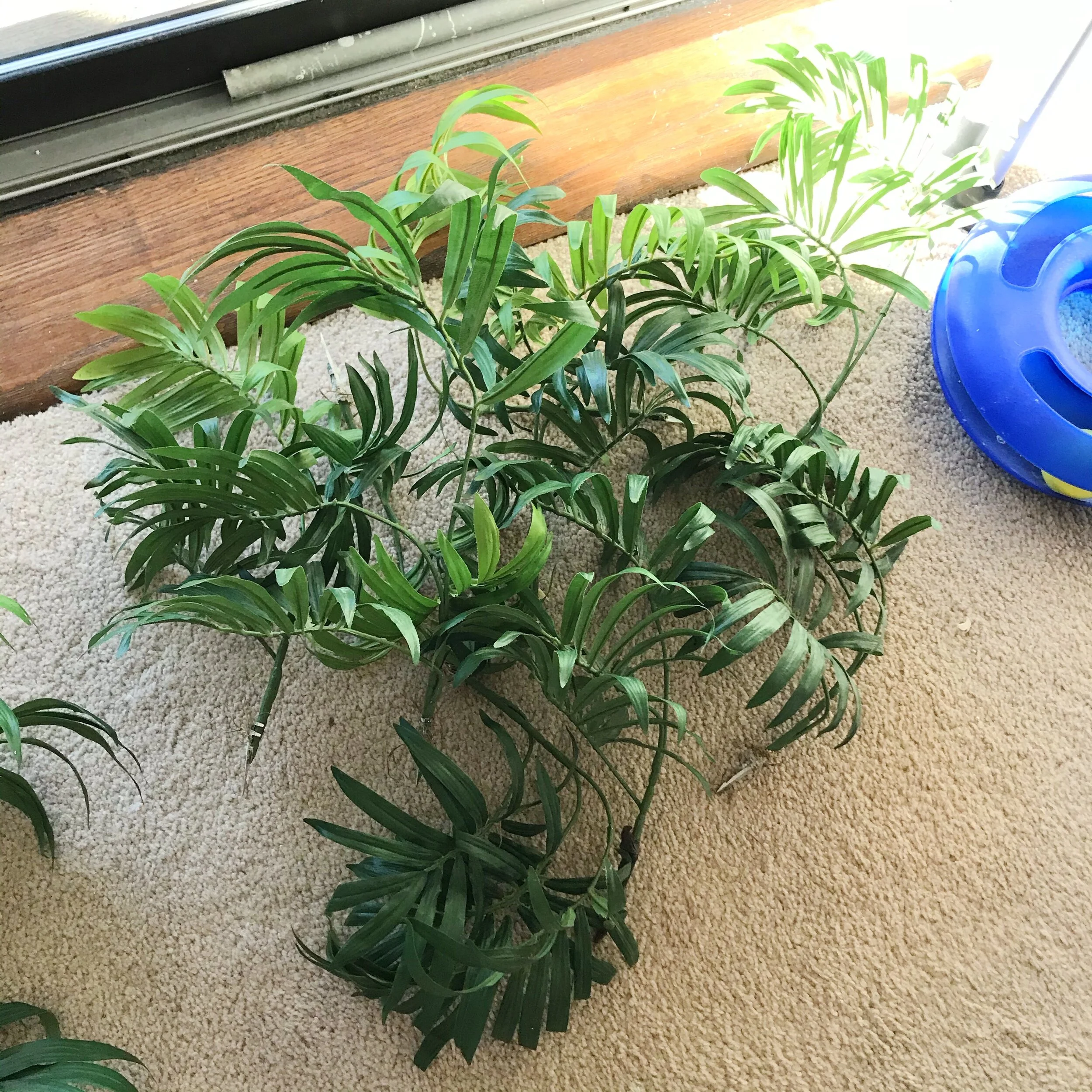 And a TON of short fronds