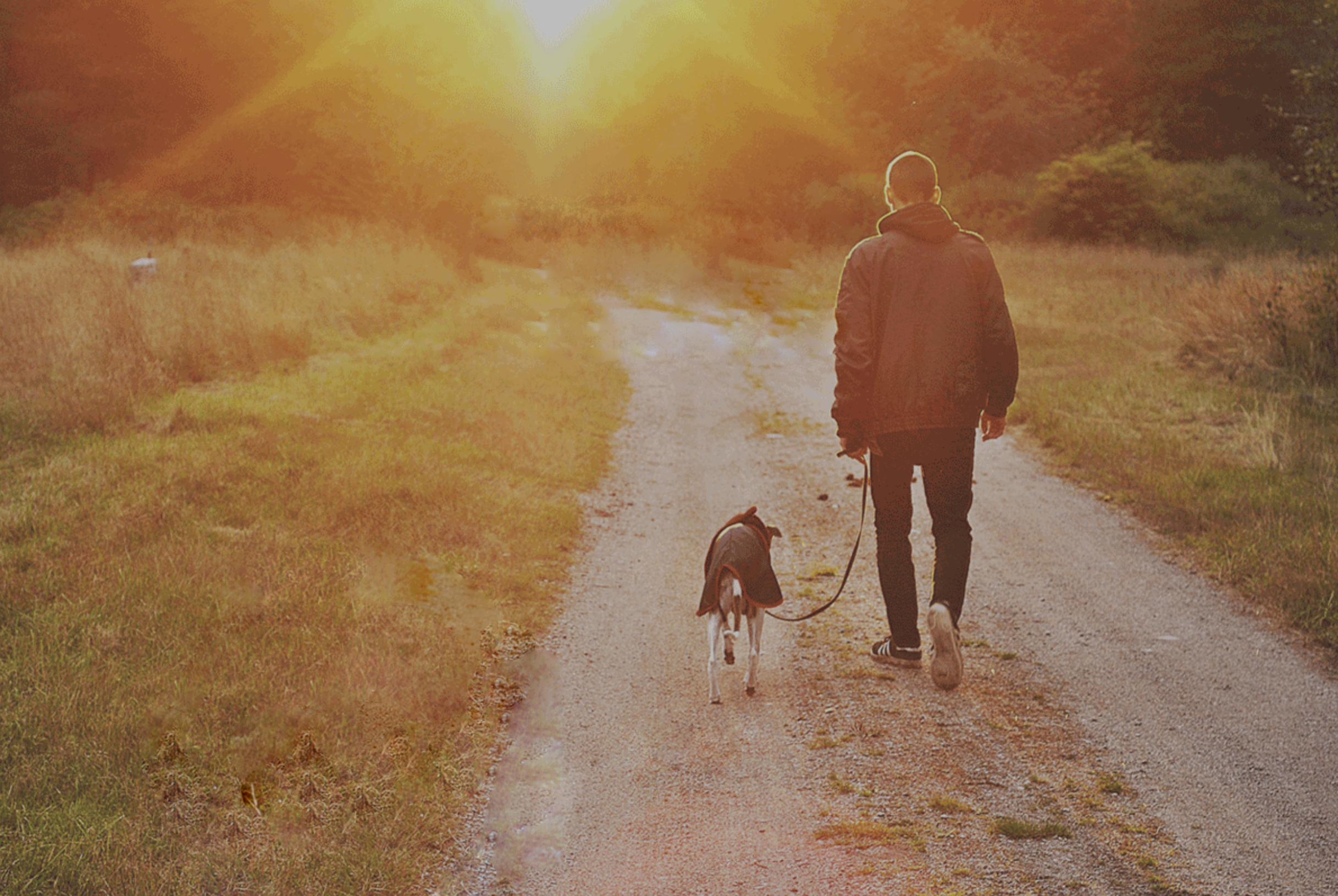 sunshine mills farmhouse naturals dog food