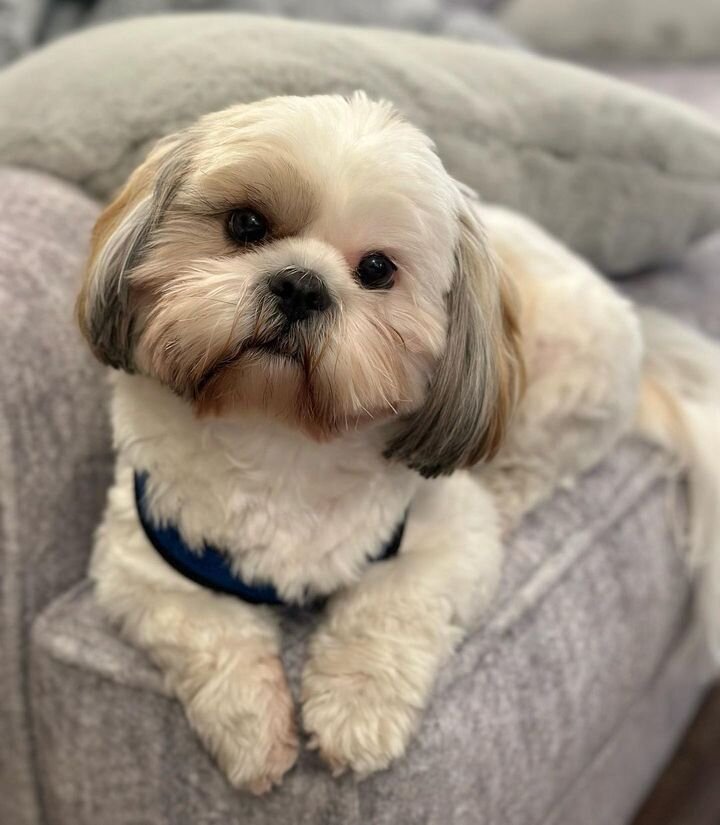 What words would you use to describe our Fur Friend @cruztheshihtzuu ? We think charming couch cuddler 😊 🐾 🛋️ 🖤💛 

#SunshineMills #EvolvePets #ChooseEvolve #CutiePie