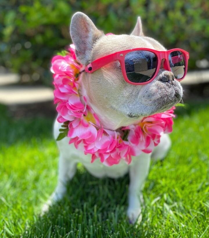 😎 💅 🌺 🌸 💗 🌊 ☀️ 🏖️ 👙 

📸 : @cheriethesurfdog

#SunshineMills #PupCornPlus #PupCorn #NoCaptionNeeded