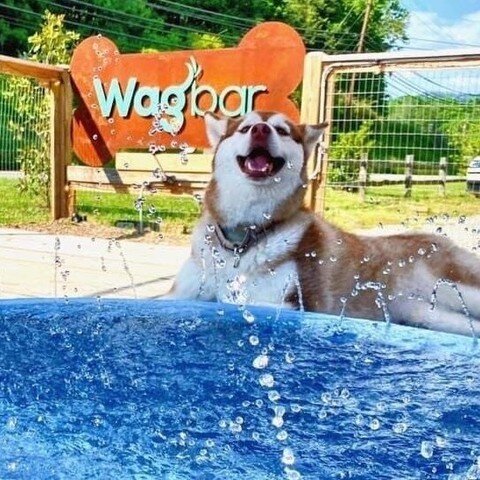 Ready to visit a dog park that also happens to have a bar in it? 

Look no further than @wagbar.dogpark in Asheville, NC! Wagbar ranks high among our top dog-friendly breweries and bars in the southeast!

Click the link in our bio to check the rest o