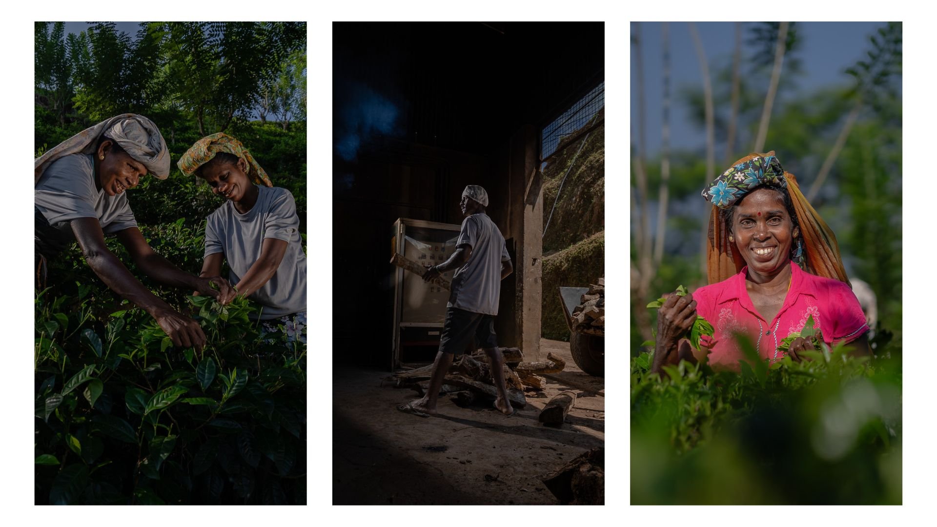 Low country tea story