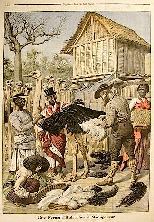 Le_Petit_Journal_élevage_d'autruches_à_Madagascar_1909.jpg