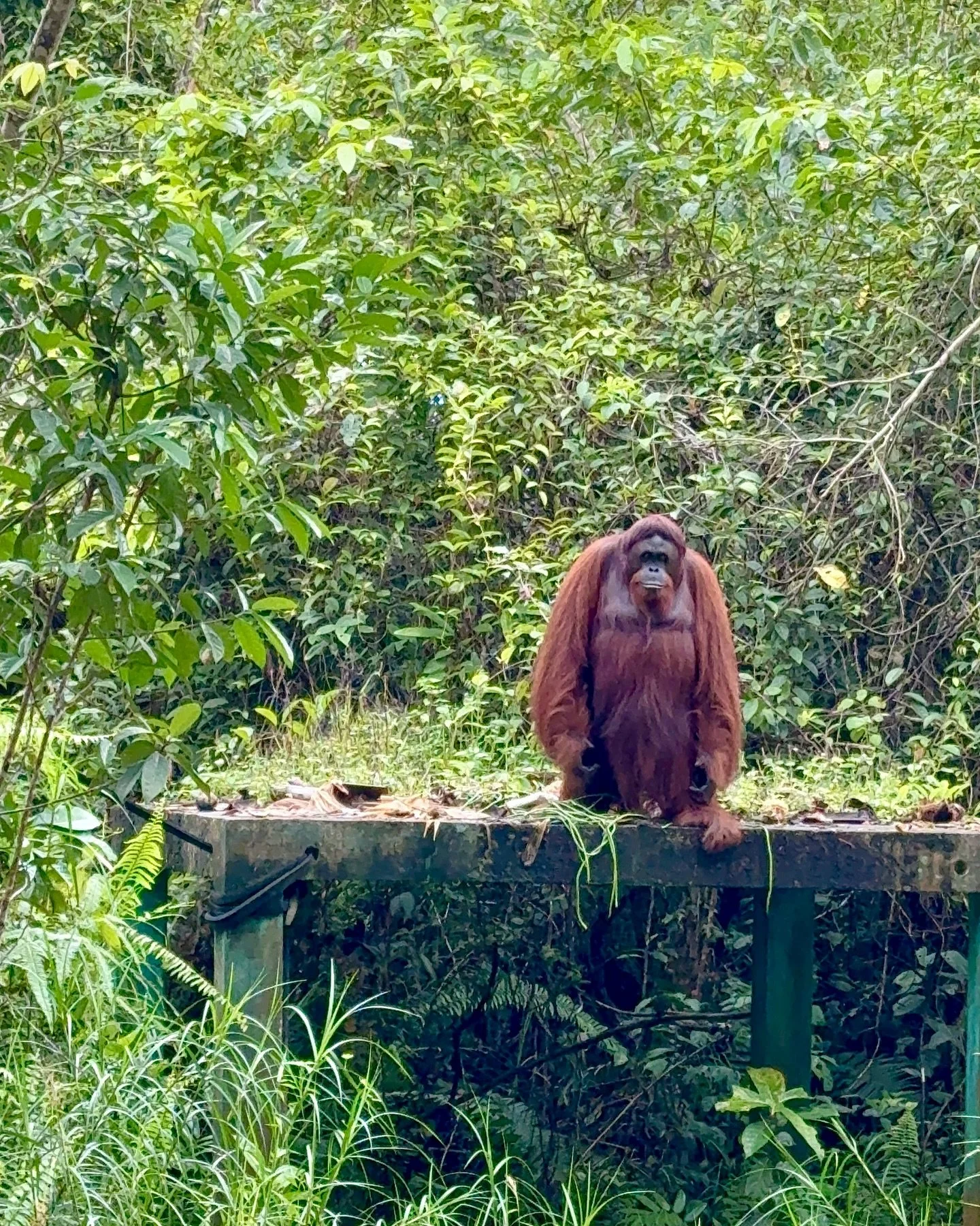The practice of yoga goes beyond the mat.

It has been a joy to be back teaching here in Borneo at the Orangutan Rainforest, supporting and experiencing at hand the incredible work that @bos_uk does for these clever wild creatures.
Sadly the harm hum