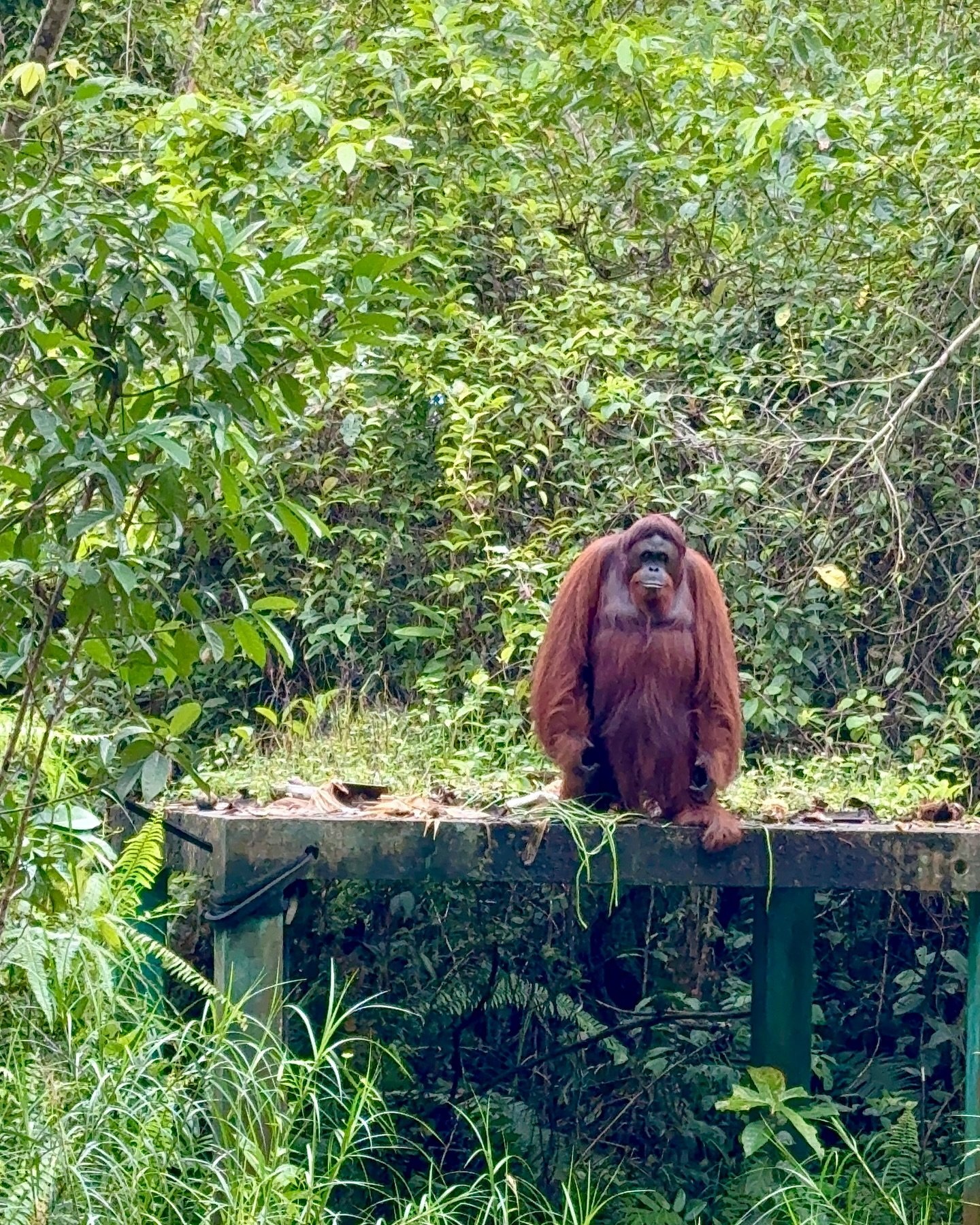 The practice of yoga goes beyond the mat.

It has been a joy to be back teaching here in Borneo at the Orangutan Rainforest, supporting and experiencing at hand the incredible work that @bos_uk does for these clever wild creatures.
Sadly the harm hum