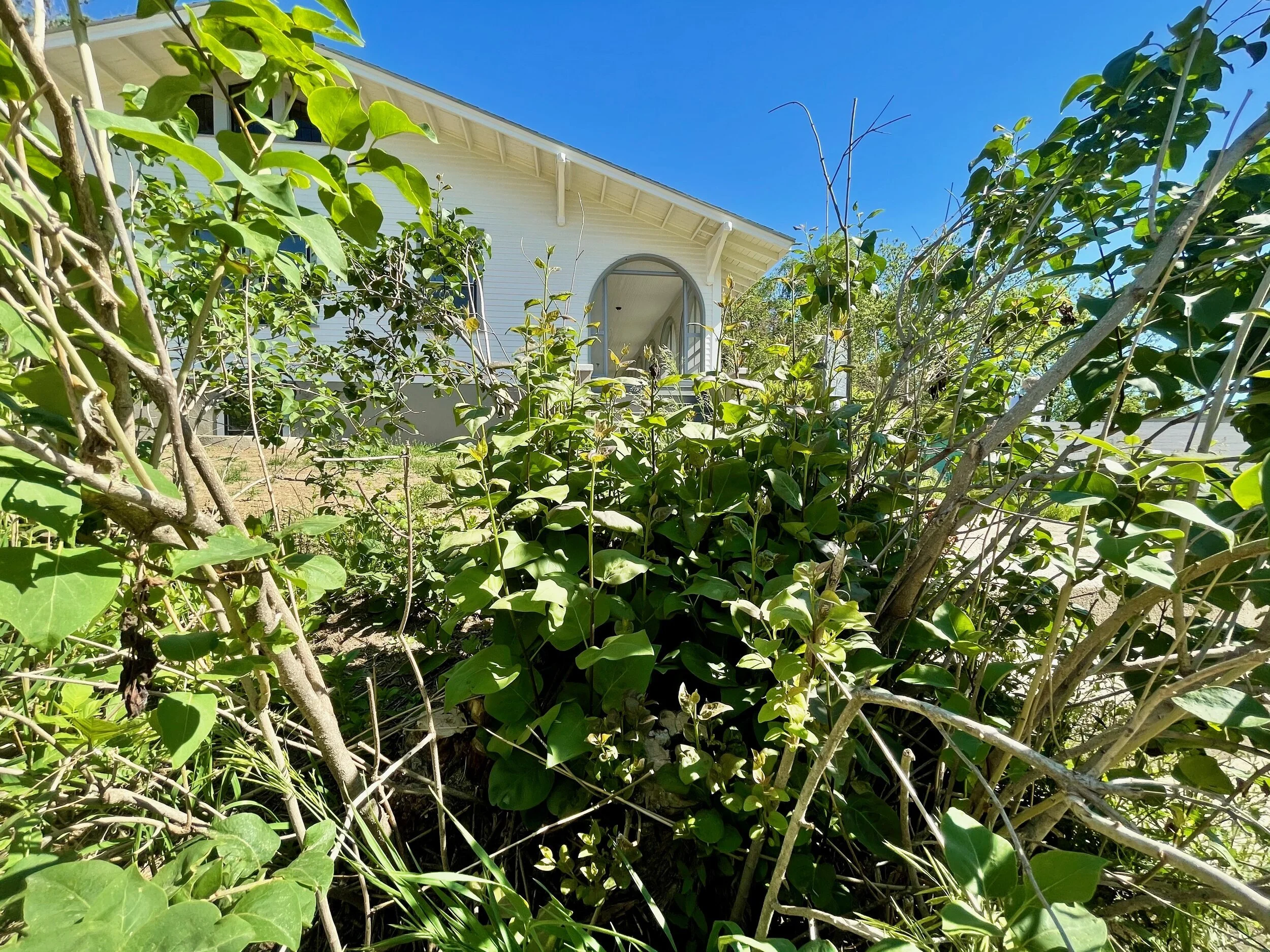 Believed to have been planted by Dr. Picotte, the lilac bushes were pruned by&nbsp;Kinghorn Gardens&nbsp;in early spring to renew the shrubs and encourage strong healthy growth.&nbsp;  Work will soon turn to the interior restoration, with a fundraising campaign planned for launch in the coming months to raise the necessary funds.